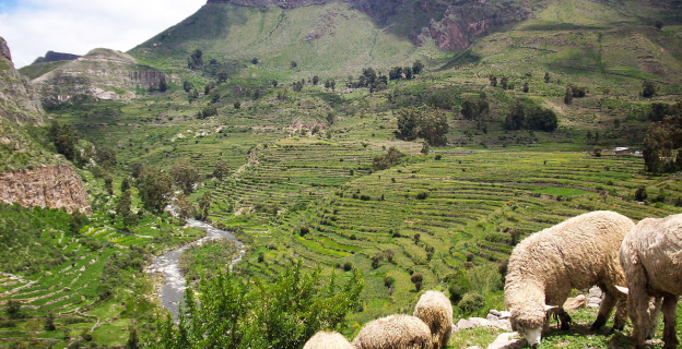 Andenería en Andamarca - Valle del Sondondo