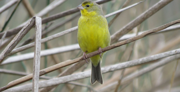 Ave siempre presente en los juncales y totorales de los humedales, ya que es su hábitat, donde se alimenta de insectos y semillas de los totorales.