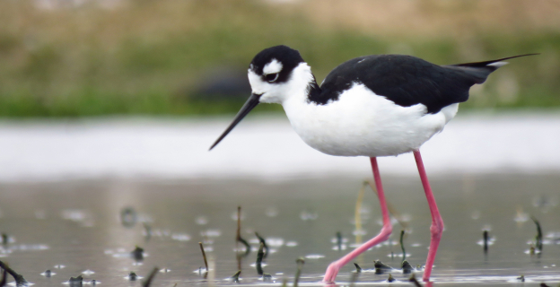 Cigueñuela en la laguna norte de Puerto Viejo. Aquí se concentra la mayor cantidad de aves ya que el cuerpo de agua es poco profundo y facilita la búsqueda de alimentos.