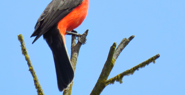 El turpulín es un ave de color muy intenso y llamativo. Siempre se le ve en actividad de caza, buscando insectos que abundan en Puerto Viejo