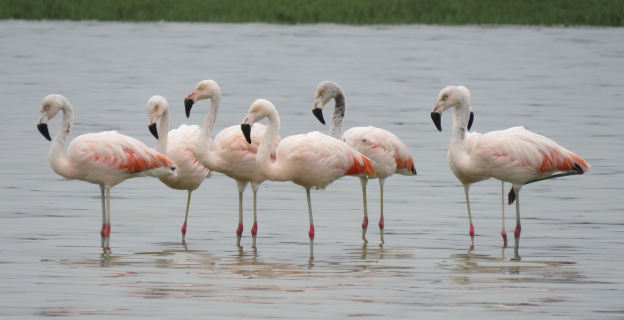 Los flamencos son aves migratorias alto andinas que en ciertas temporadas del año migran a la costa y uno de los humedales que visitan es Puerto Viejo, para alimentación y descanso.