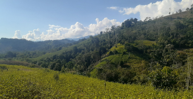 Contraste, a la derecha el paisaje de ceja de selva y a la izquierda, cultivos de hoja de coca en Kimbiri - Cusco