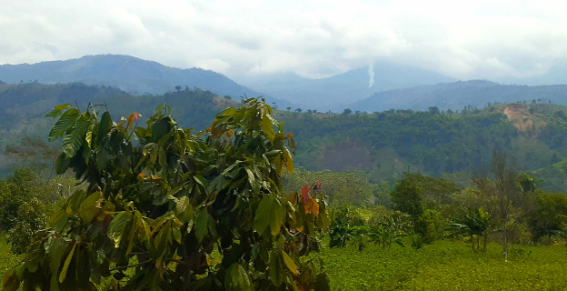 Plantaciones de cacao, plátano, hoja de coca y árboles de la zona, en un mismo terreno de cultivo