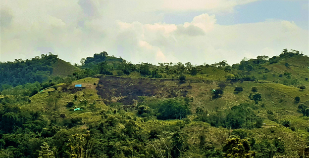 La habilitación de nuevas zonas de cultivo, transforma el frondoso entorno de la ceja de selva La habilitación de nuevas zonas de cultivo, transforma el frondoso entorno de la ceja de selva