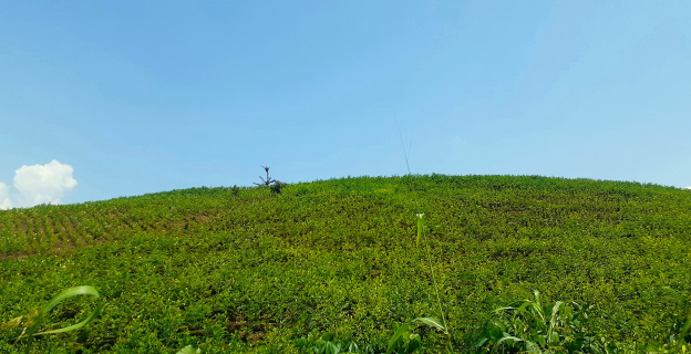 Cumbres cubiertas por cultivos de hoja de coca Cumbres cubiertas por cultivos de hoja de coca