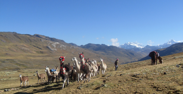 Arrieraje de Tanta a Miraflores, al fondo nevado Pariacaca y Collquepucro