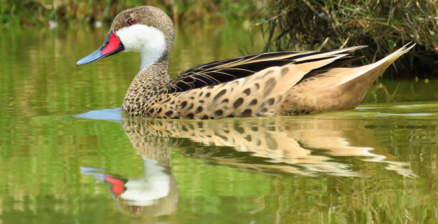 El pato gargantillo es un ave común y se puede ver en cualquier estación del año en los humedales de Puerto viejo. Suele alimentarse de algas acuáticas.