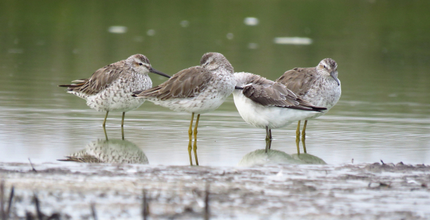 Las aves Playeras pata amarilla son migratorias de Norte América. Siempre andan en grupo y como se aprecia en la imagen, suelen descansar para luego seguir buscando alimentos.