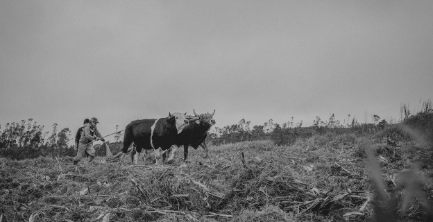 La Yunta es un acto de la agricultura campesina que sirve para arar la tierra. Consta de dos toros atados a un yugo el cual jala al arado, que a su vez, va guidao por el dueño de la yunta.