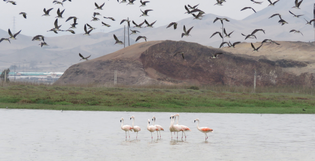 En la imagen podemos observar a dos especies de aves migratorias que conviven en este humedal pacíficamente. El flamenco chileno que migra de las zonas alto andinas del Perú y los Rayadores americanos, aves migratorias de Norte América. Puerto Viejo se debe seguir protegiendo ya que es uno de los humedales de parada obligatoria de las aves migratorias que lo usan como espacios de descanso y alimentación, para continuar su viaje.