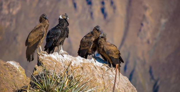 Cóndores en el Cañón del Colca
