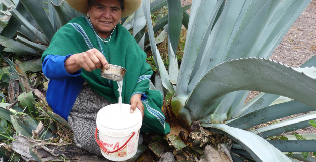 Pobladora cosechando el Huarapo para la elaboración de Miel de Mexico para el tratamiento de tos y gripe.